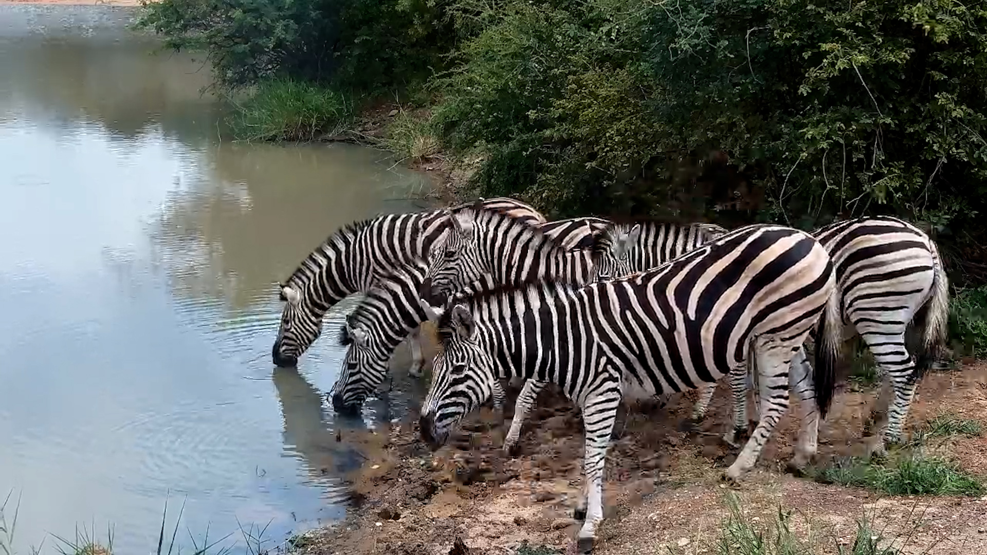 Zebra Get A Fright Over “Croc” Lizard!