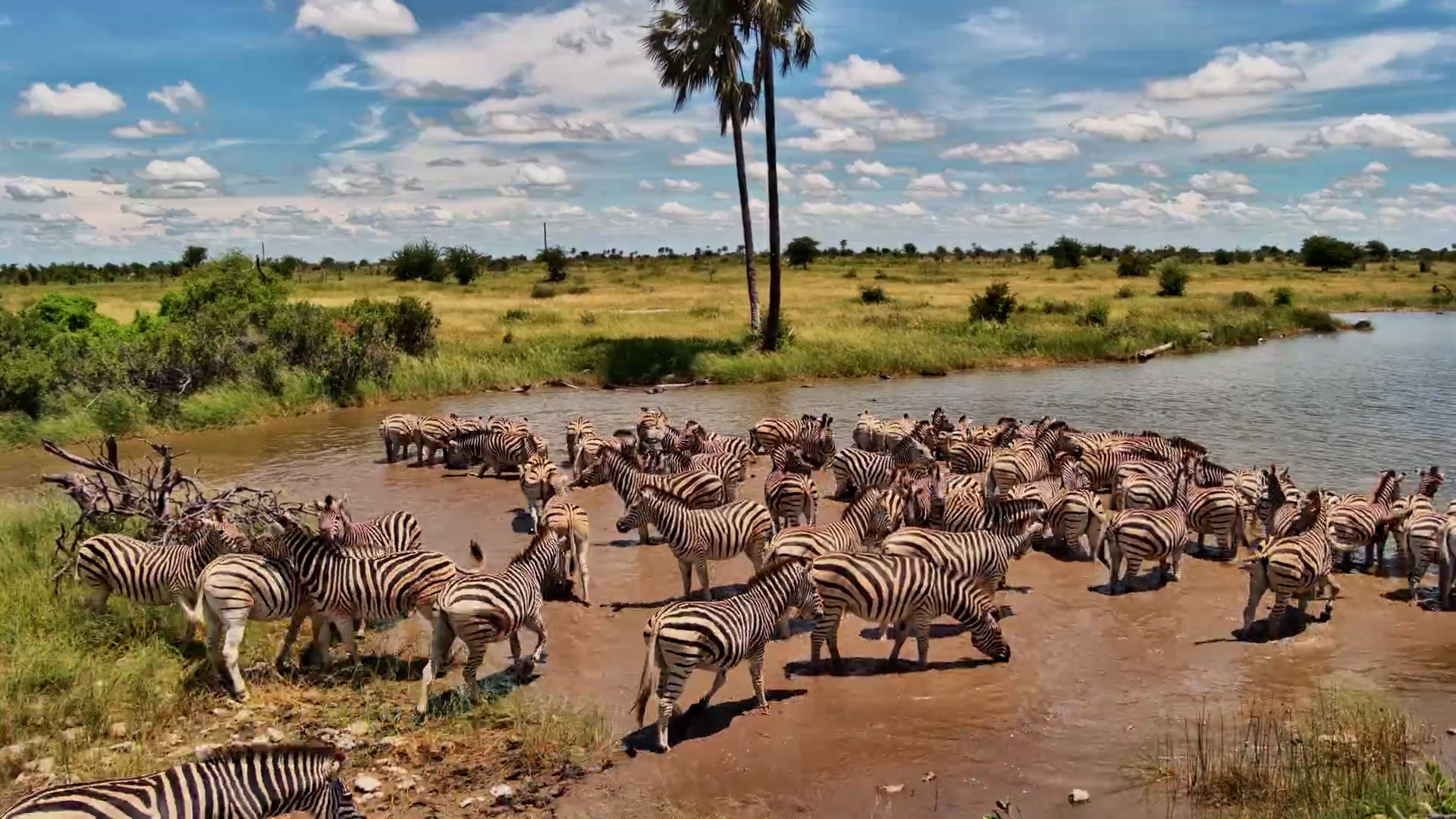 Kalahari Waterhole Welcomes Zebra Herds!