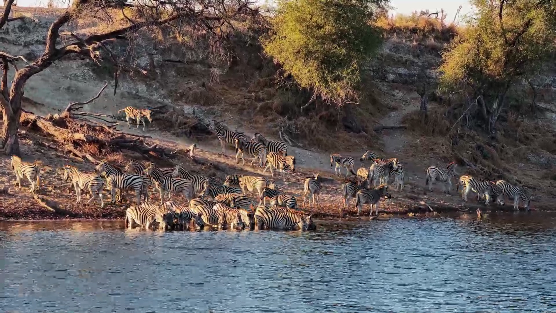 Zebra Stripes at the Water's Edge