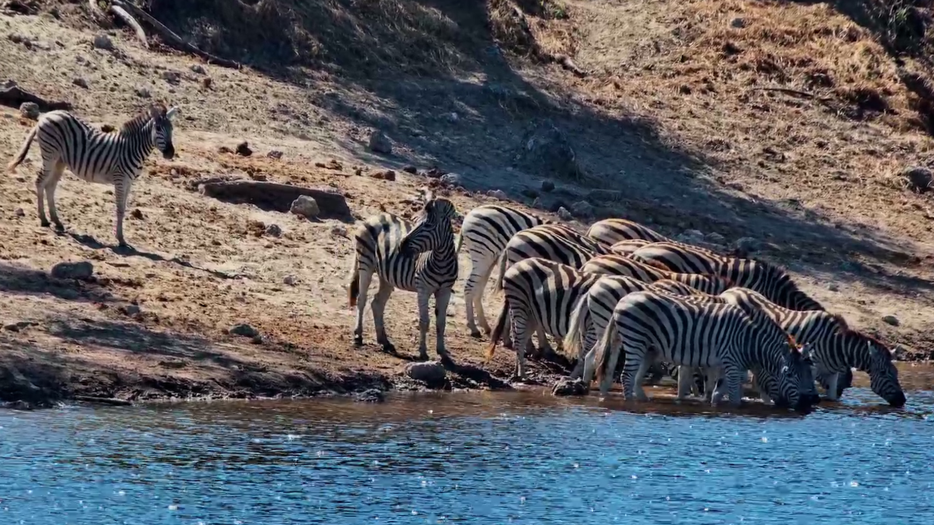 A Zebra Gathering at Boteti River