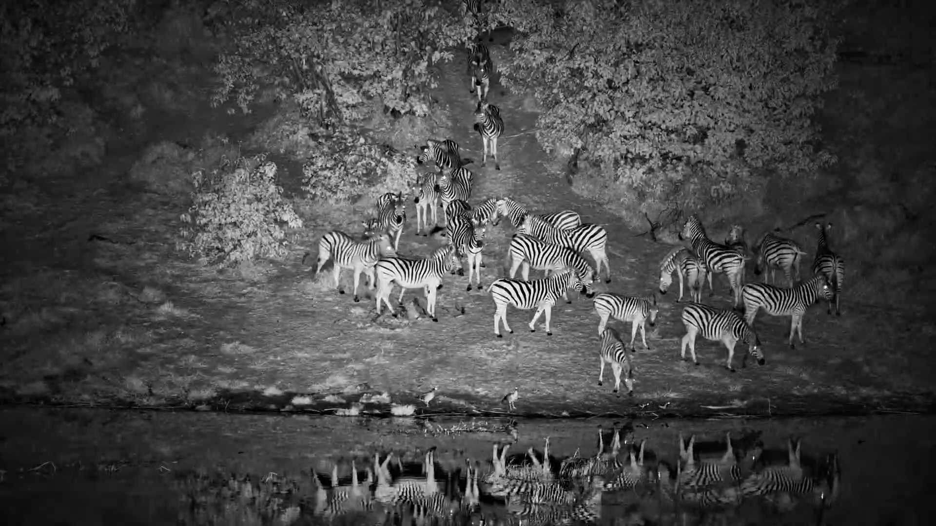 Nervous Steps in the Dark: Zebra Herd at the Water