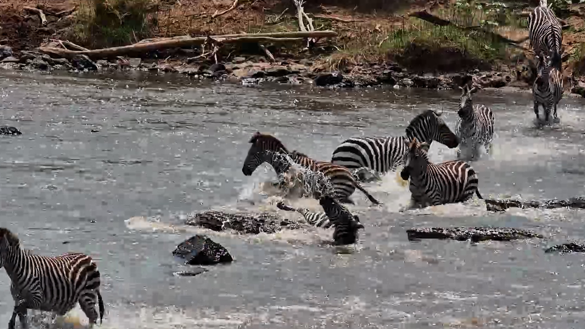 Crocodiles Grab Two Zebras Mid-Crossing