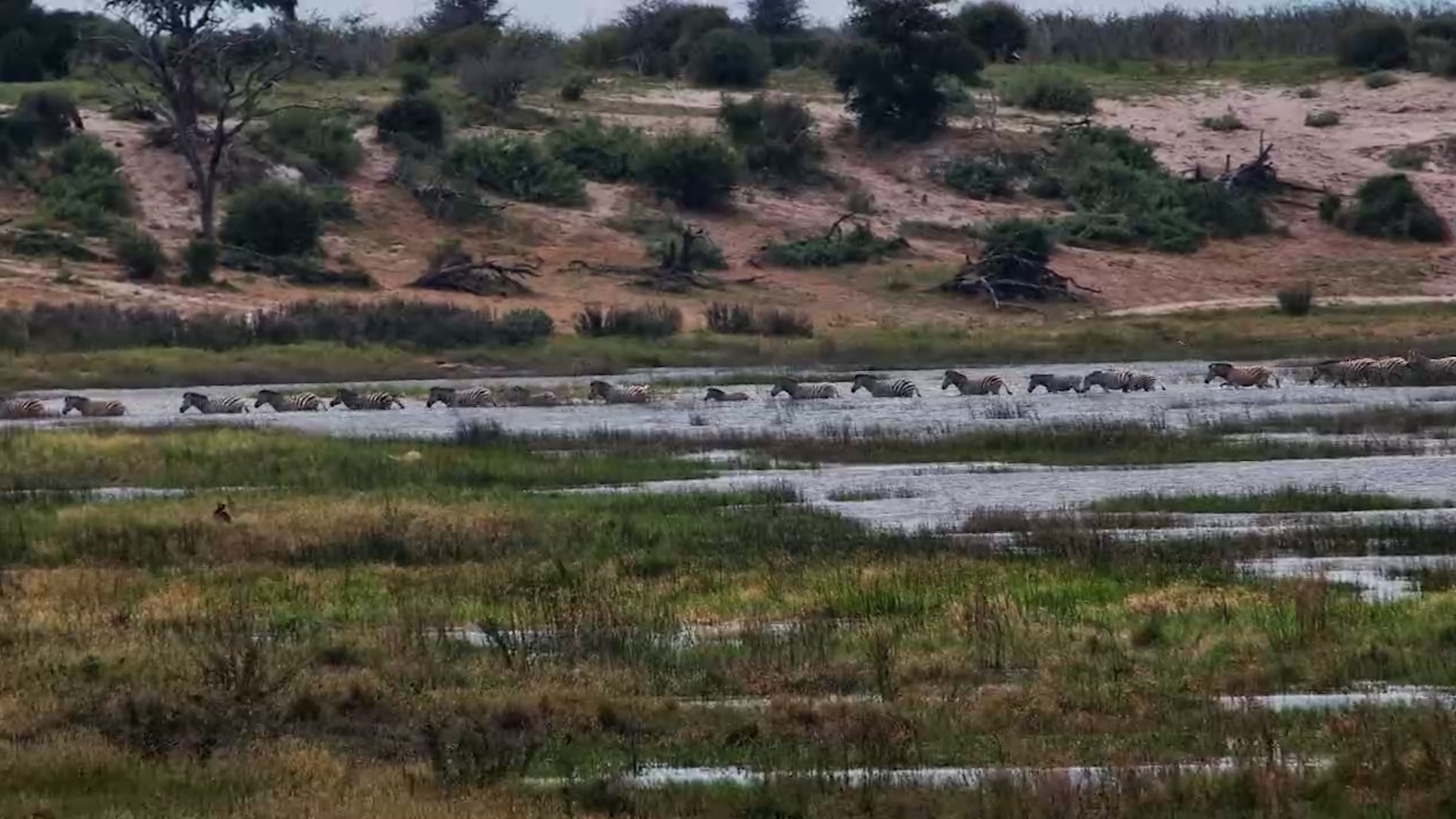 The Return Begins | Zebra Migration at Moela