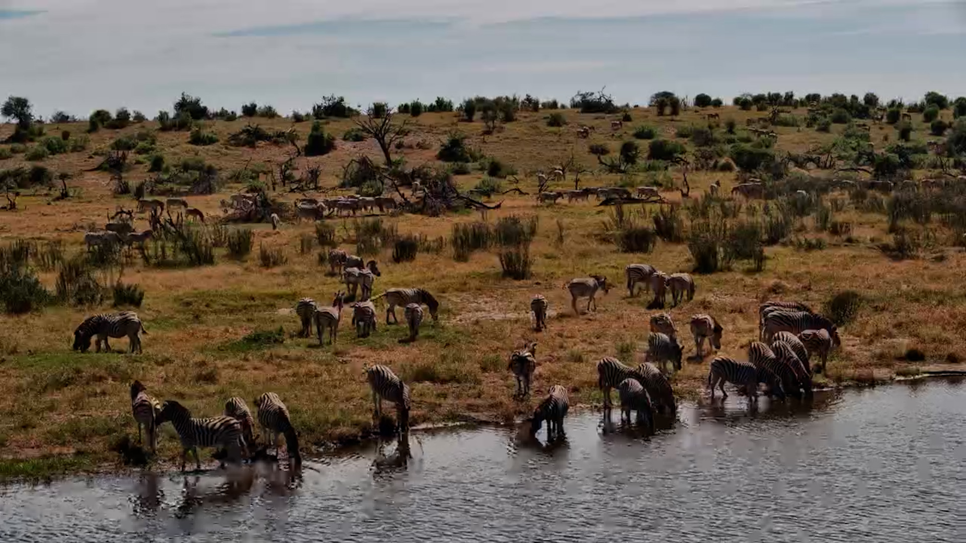 Moela Turns Black & White as Zebras Arrive