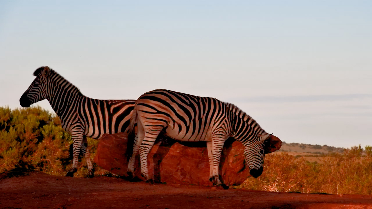 These Zebras Found the Perfect Scratching Rock