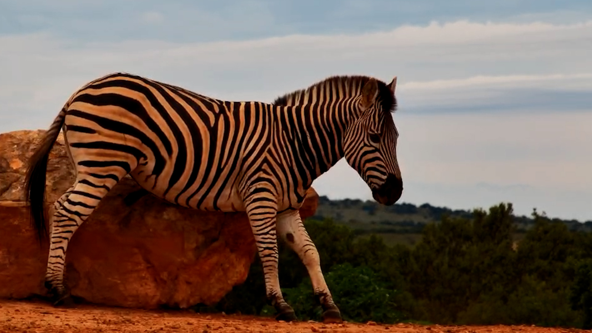 Ahh, That Feels Good! Zebra Scratches on a Rock