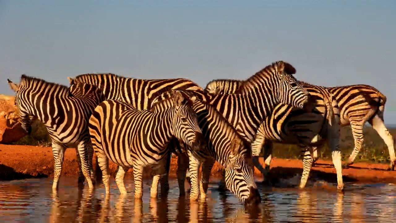 Stripes at the Water's Edge