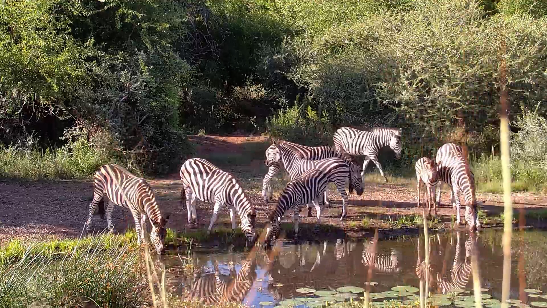 Stripes at the Waterhole