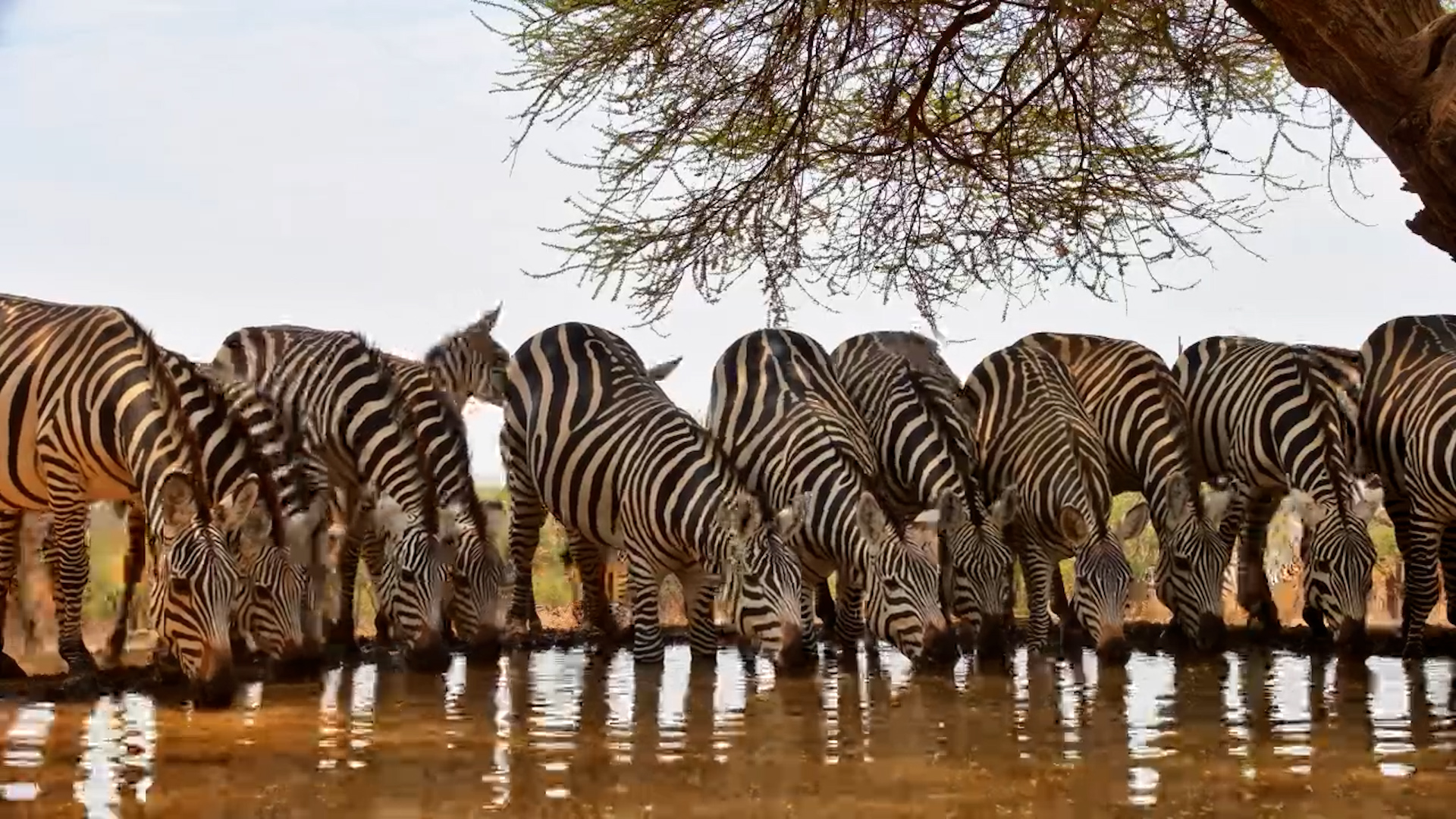 Feisty Zebra Herd Drinks at Lentorre