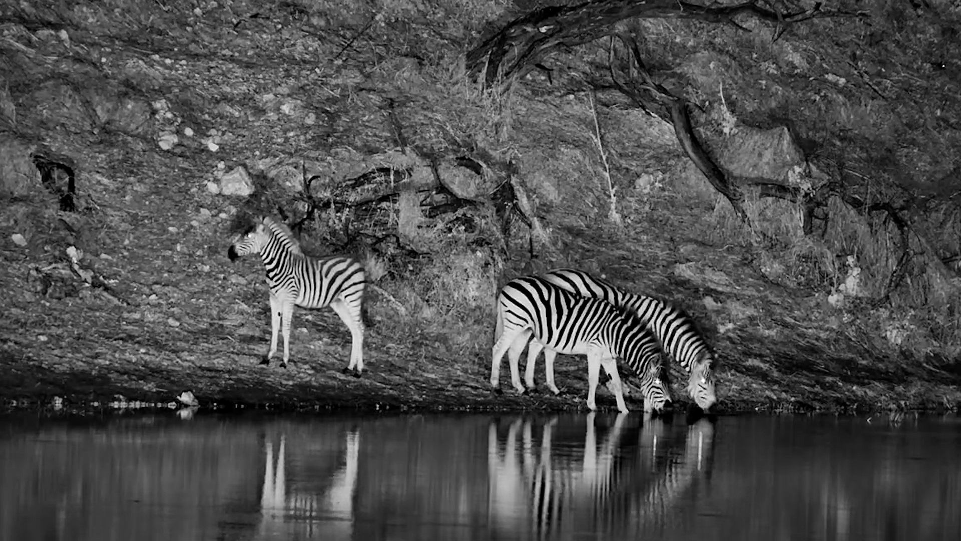Zebras Gather for a Quiet Drink After Dark