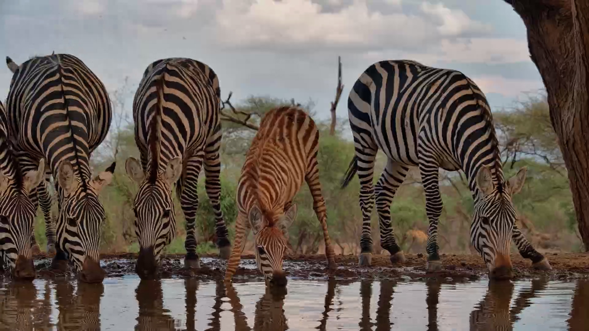 Dazzling Drink: Zebra Herd Hits the Waterhole