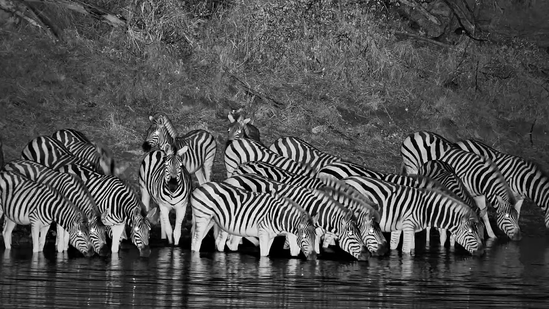 Zebras Were Calm... Then Something Spooked Them