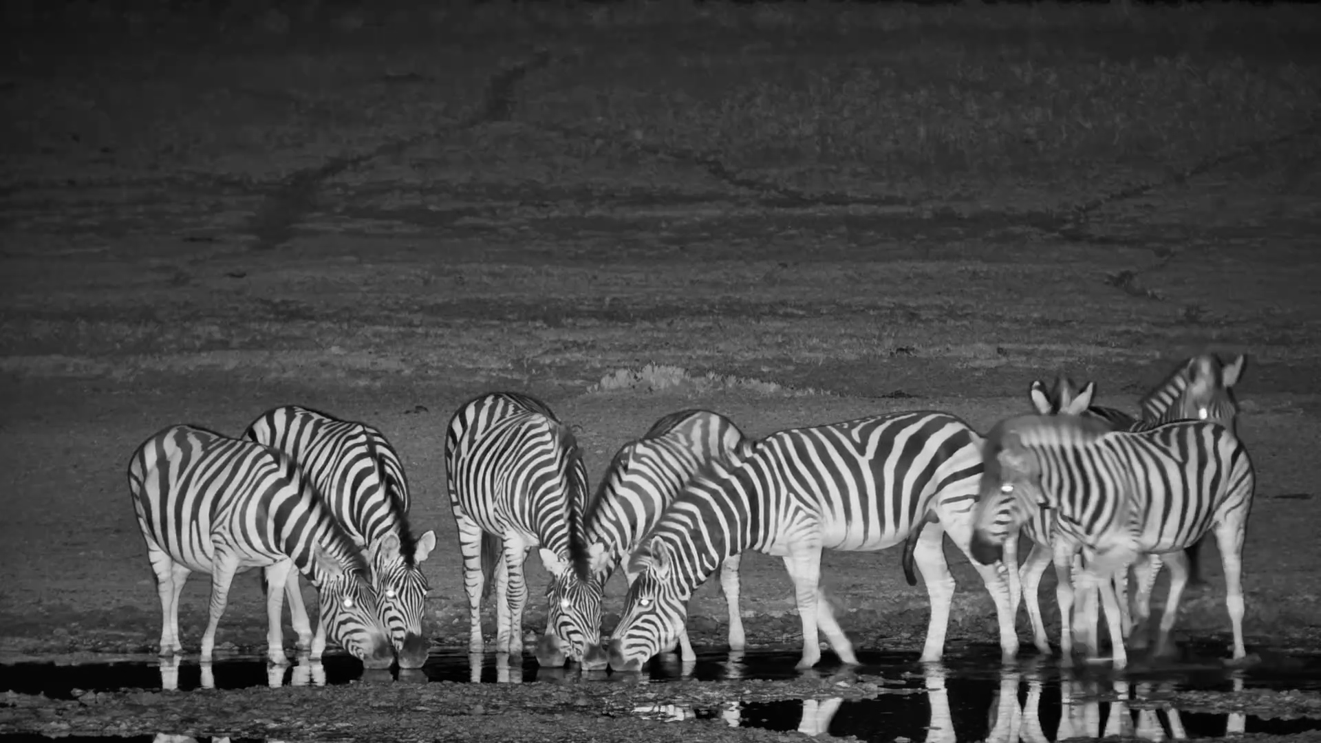 Infra-Red Zebra Herd Gathering