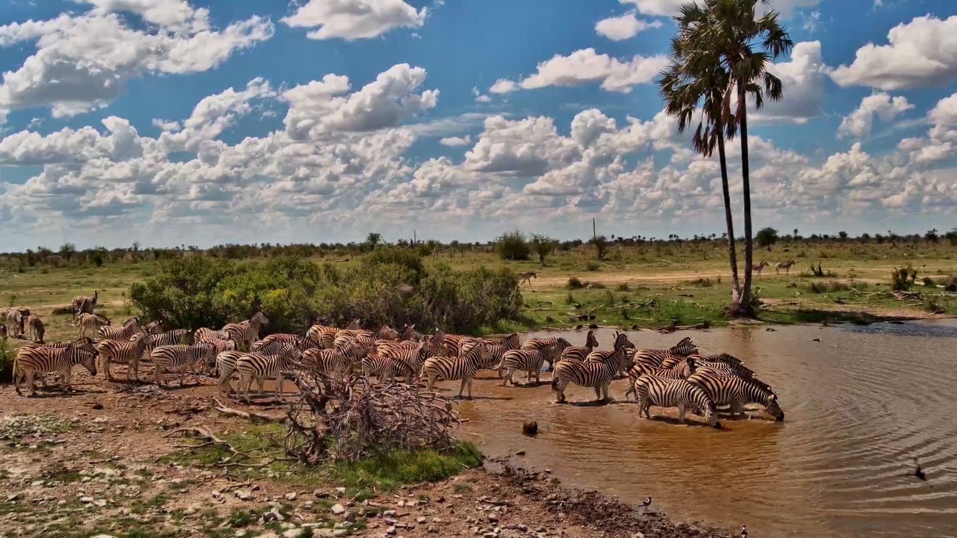Kalahari Migration: Zebras Gather for a Vital Drink