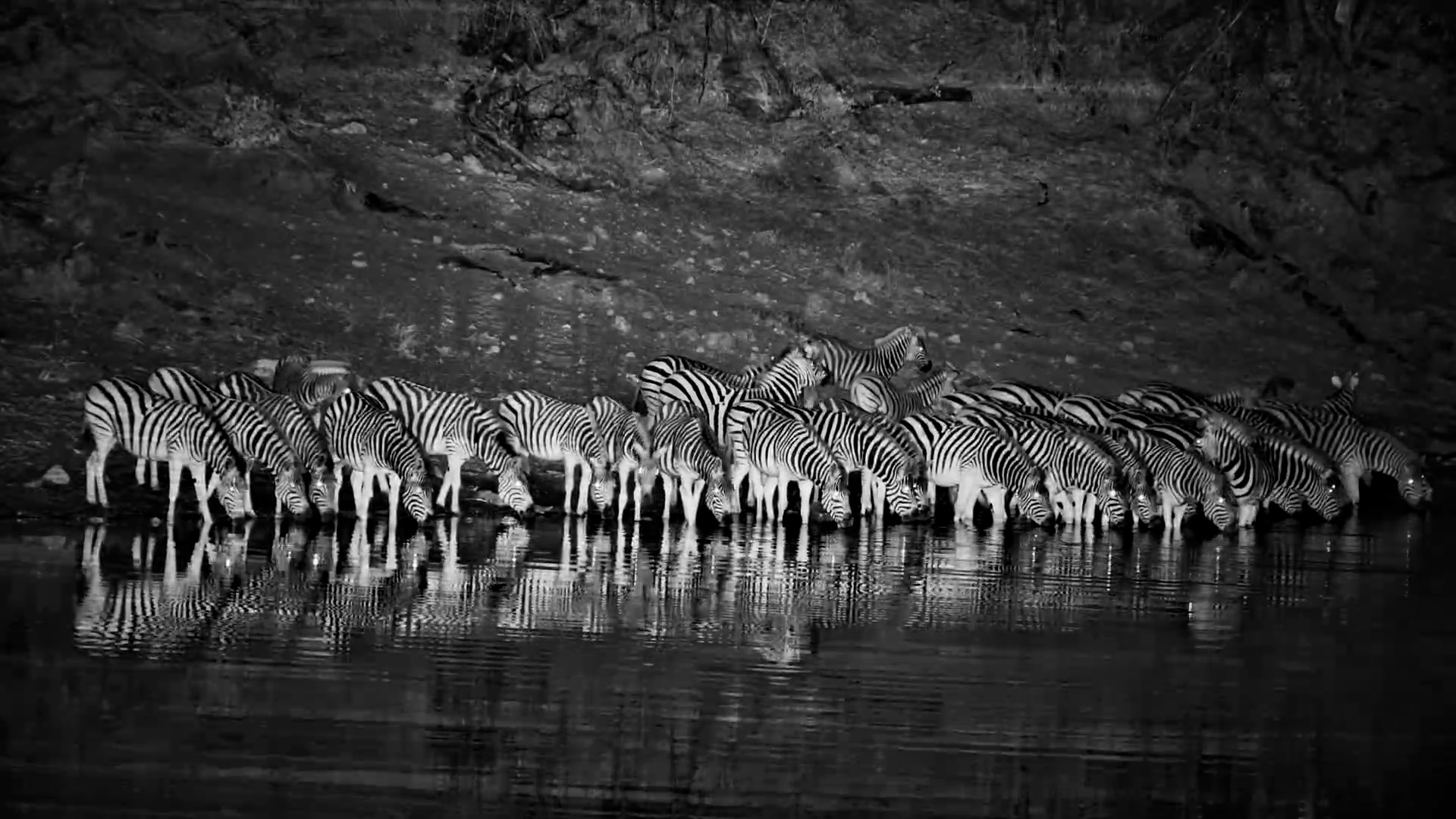 Zebras Arrived Under the Cover of Darkness