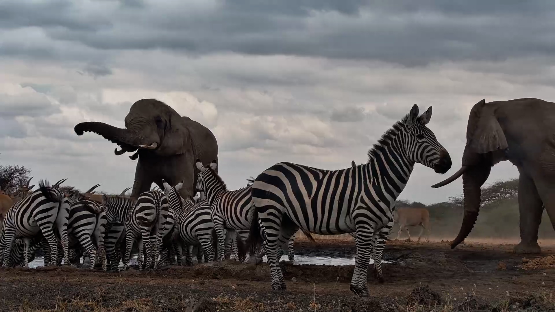 Elephants Get Overwhelmed as EVERYONE Arrives to Drink!