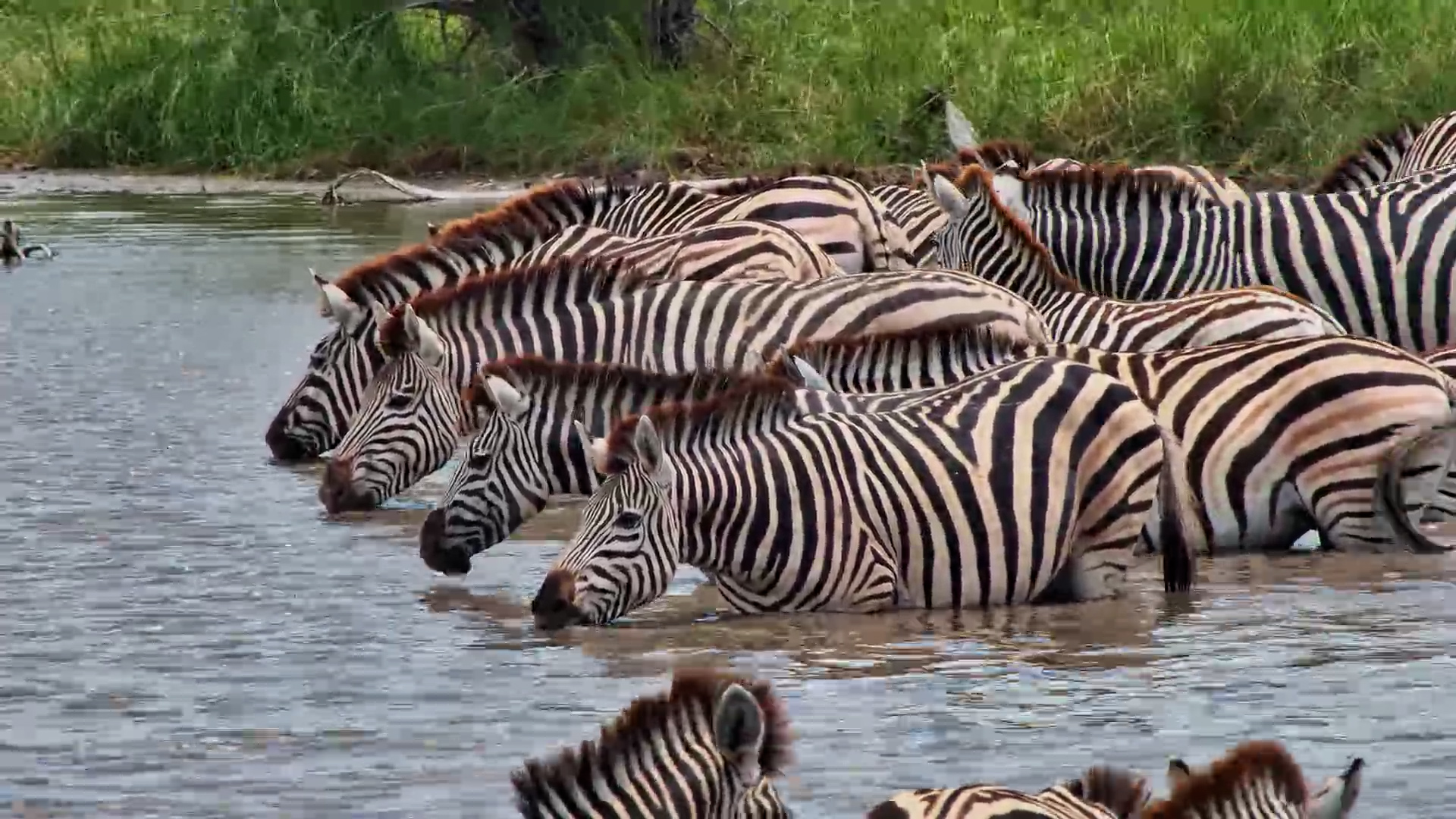 Zebras Quench Their Thirst in the Cool Water
