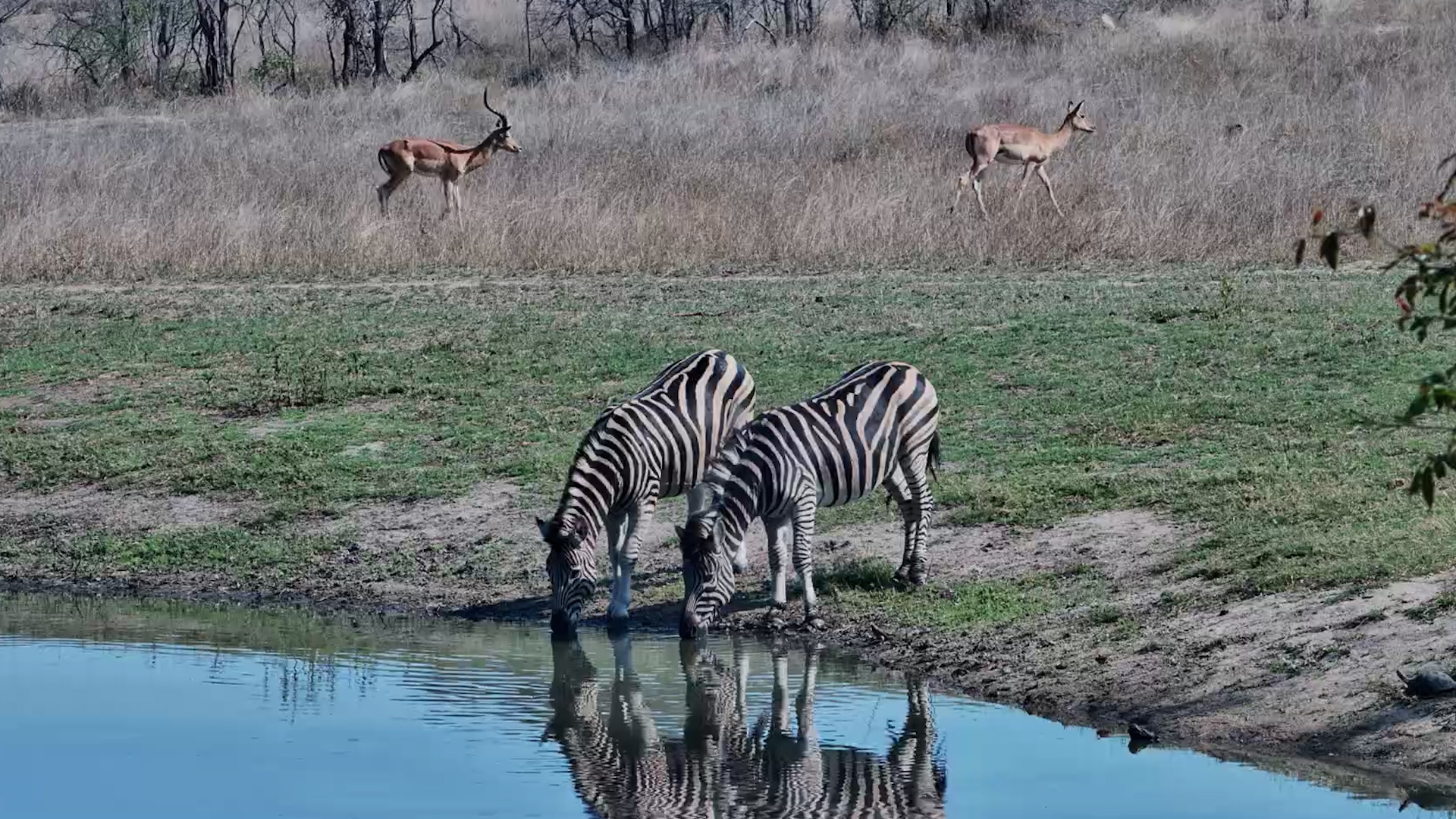 Zebra Pair Drinks at Roy’s Dam