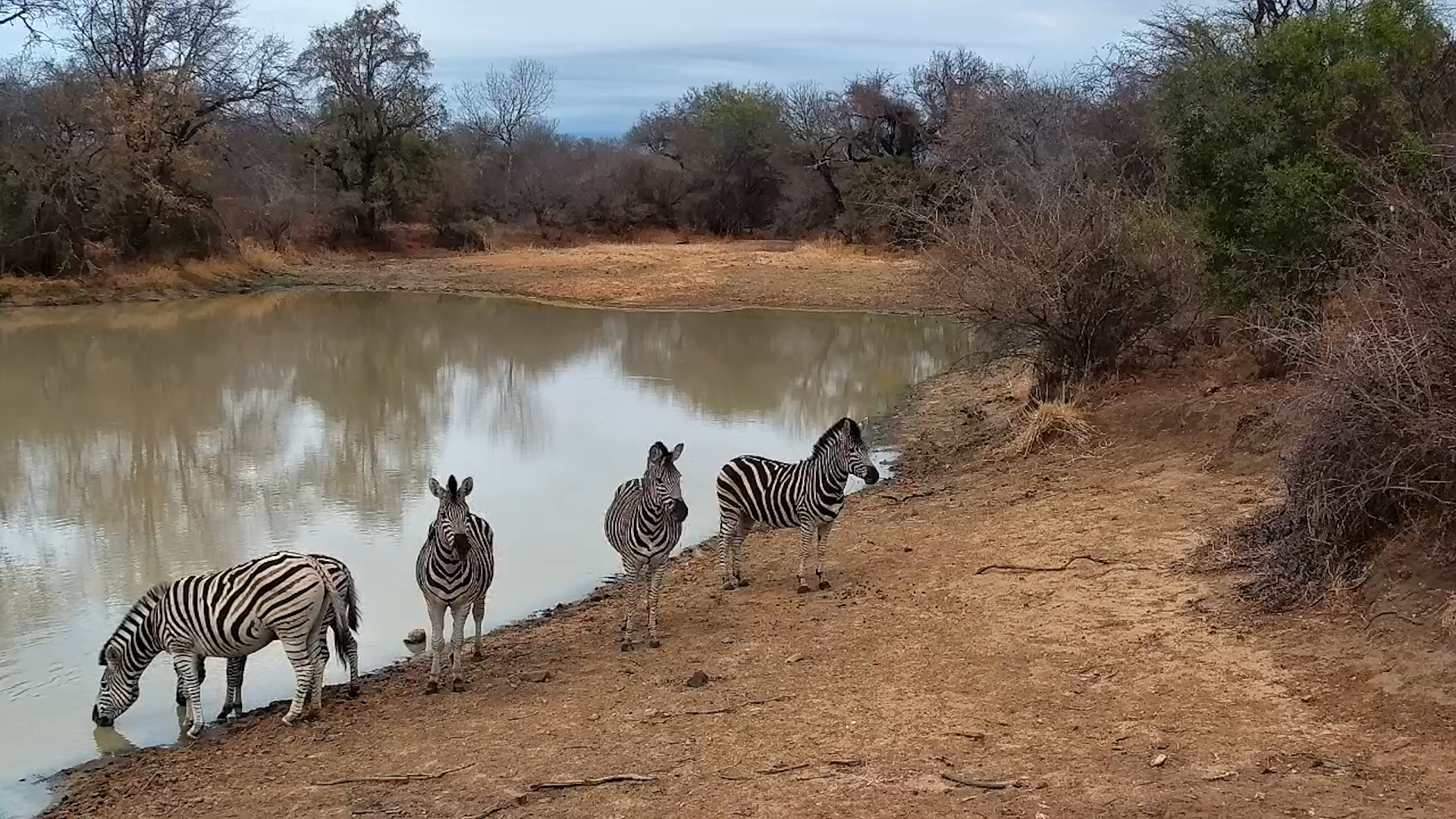 Zebras Enjoy a Peaceful Early Morning Drink