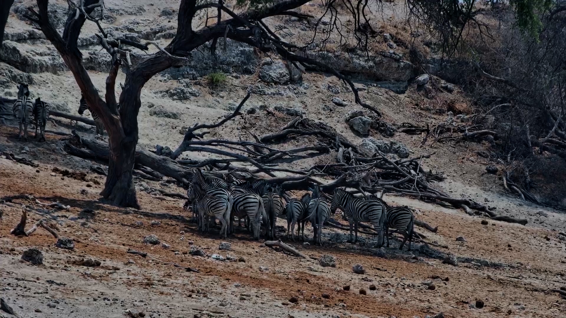 Zebras Beat the Heat Under a Tree