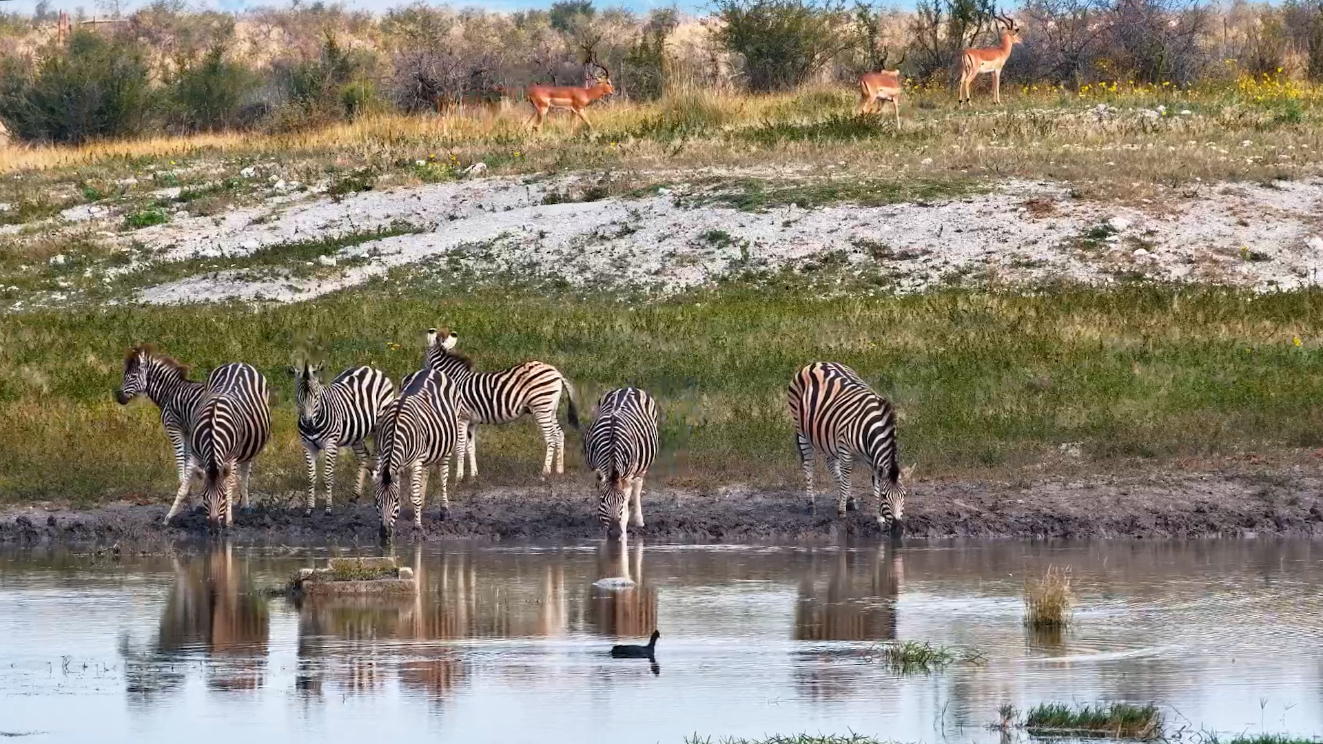 Waterhole Tensions Among the Zebra Herd