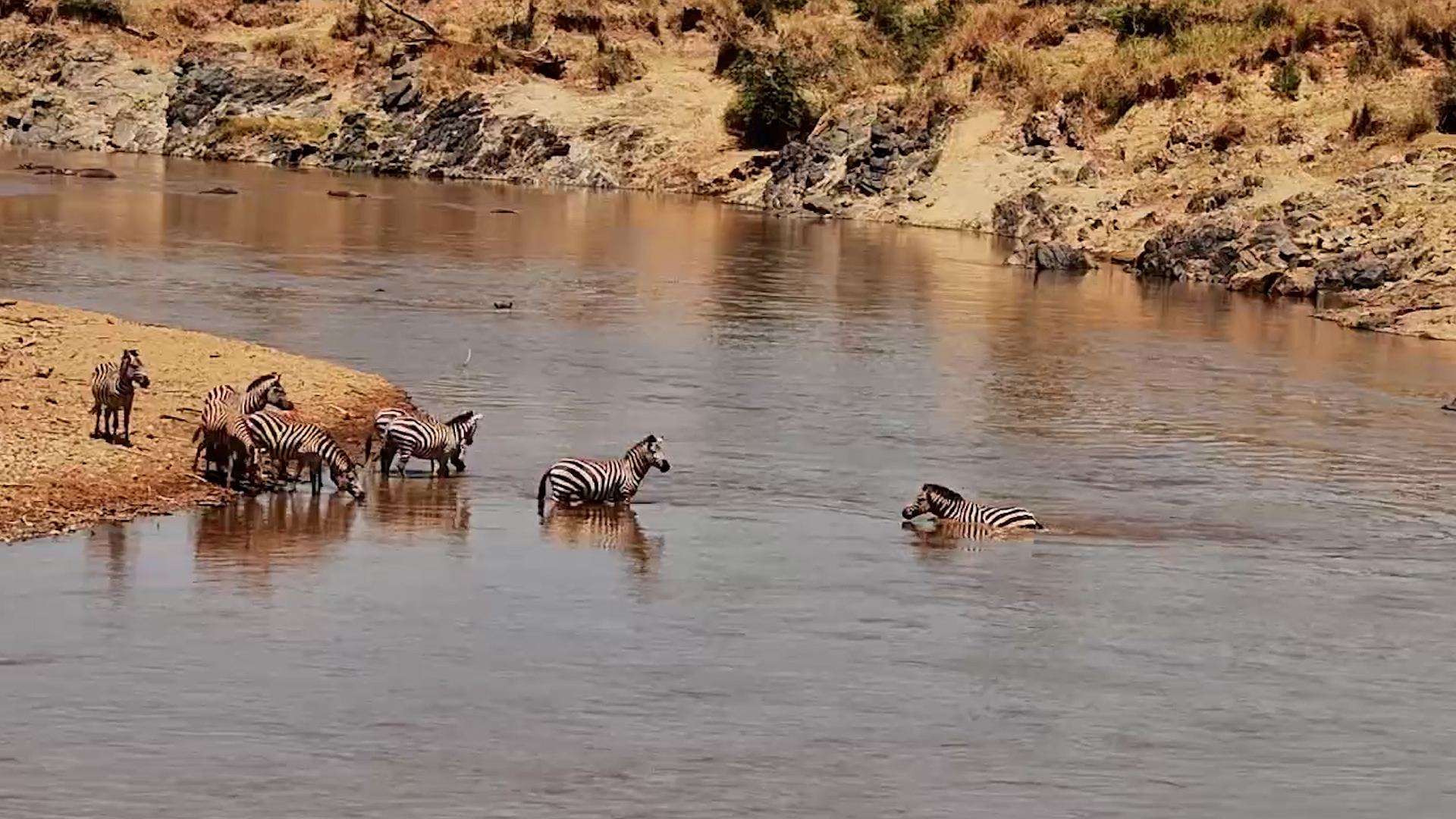 This Crocodile Completely Ruins Its Own Ambush