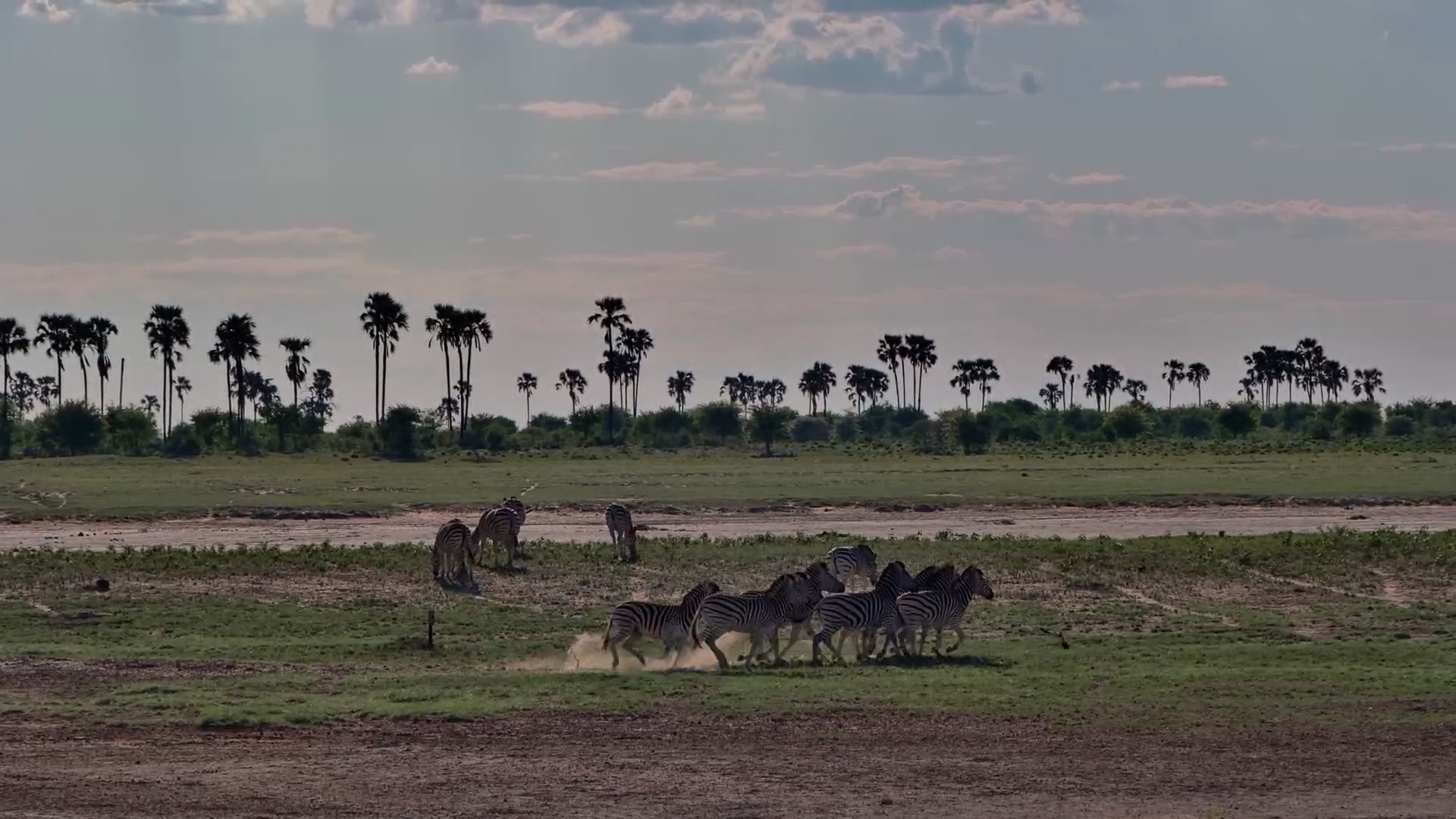 Zebra Grazing Time at Jack’s Camp