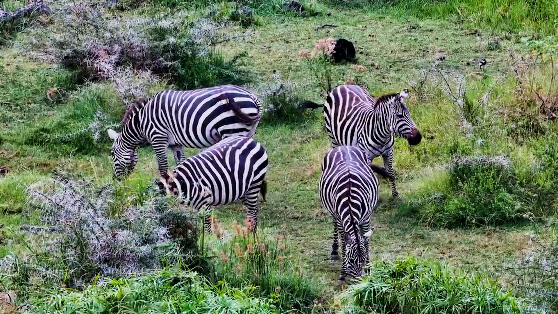 A Peaceful Day With the Finch Hattons Zebras