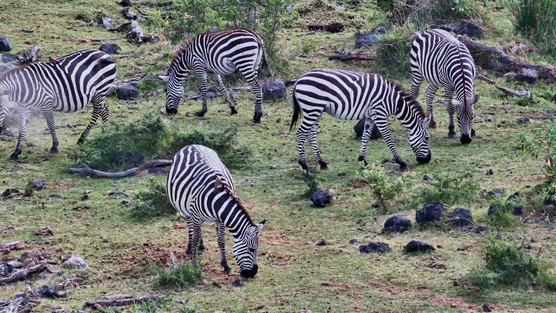 Finch Hattons Zebra Grazing Scene