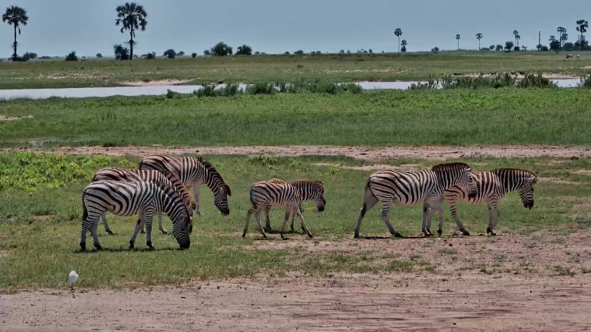 Fresh Greens & Stripes: Zebras Grazing at Jack’s Camp