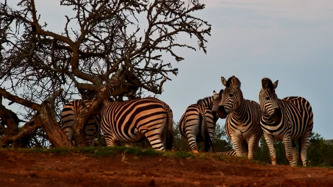 A Quiet Afternoon for the Founders Zebras