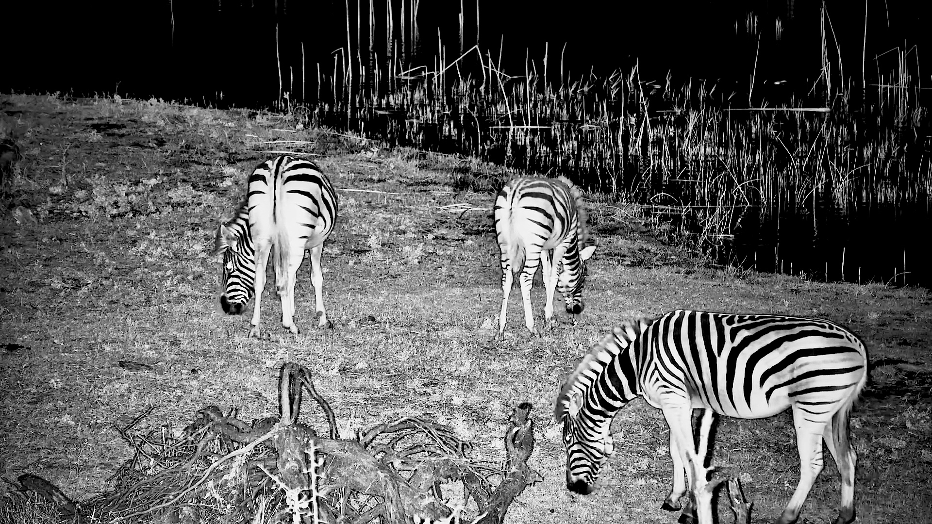 Three Zebras Go Night Grazing in Infrared