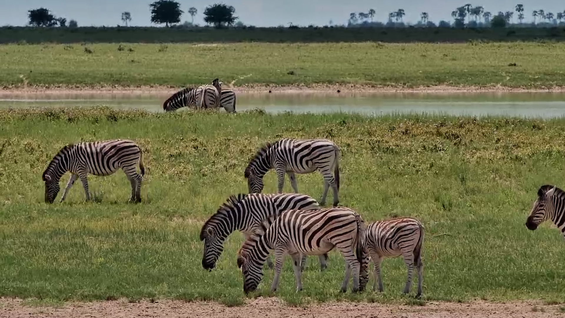 Zebra's Graze Peacefully at Jack's Camp