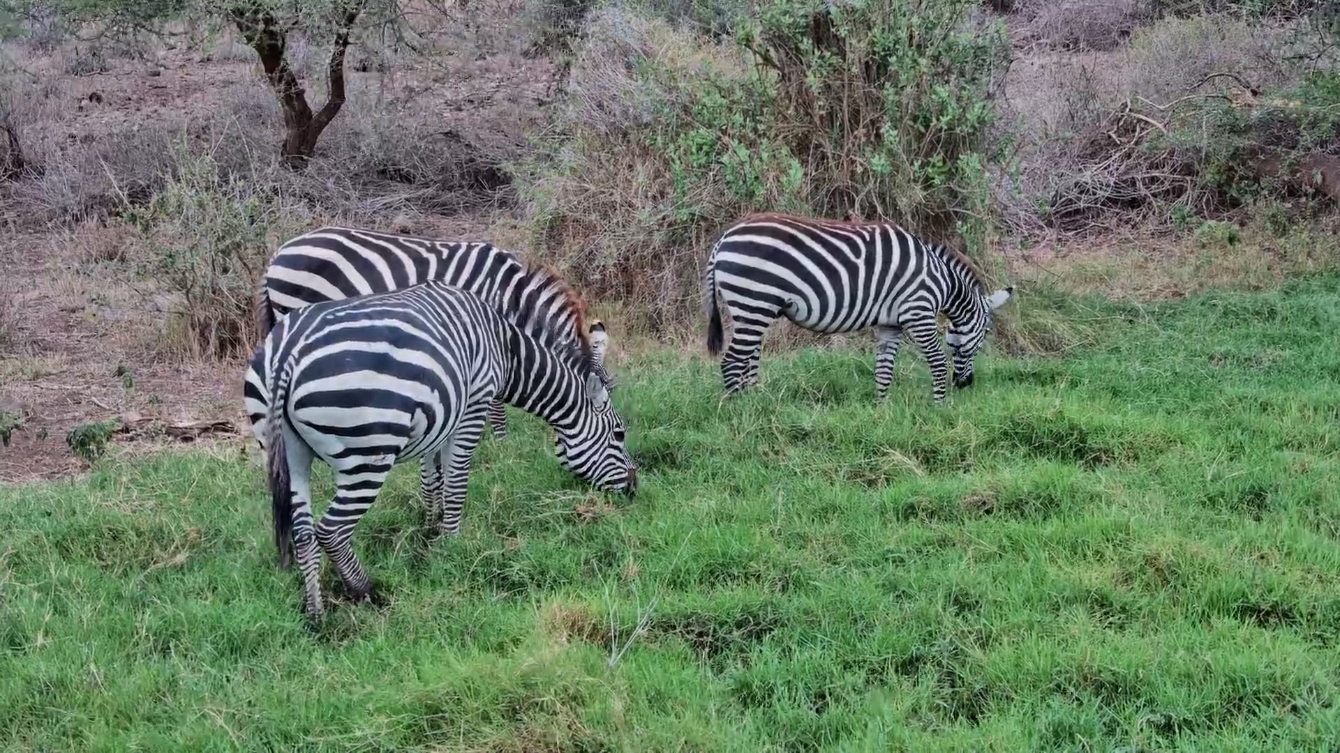 Relaxing Zebra Sounds - Close-Up Feeding on the Africam