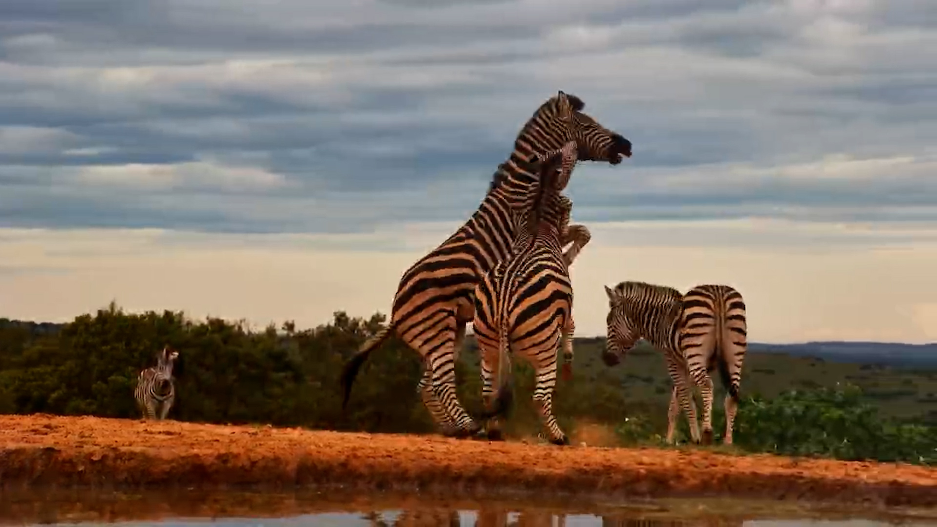 Why Are These Zebras Annoying Each Other Around The Waterhole?