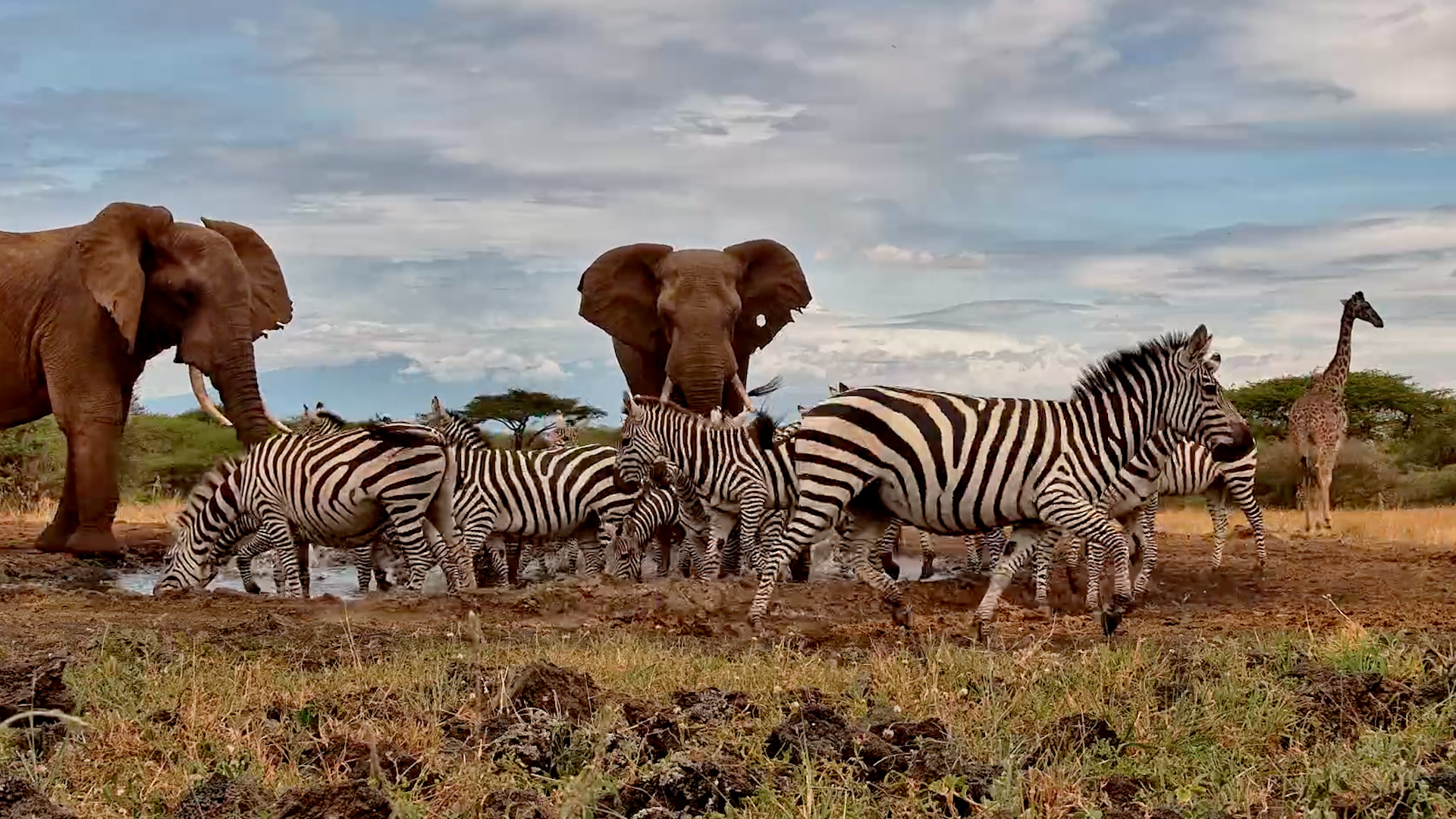 Zebras Couldn't Wait Any Longer