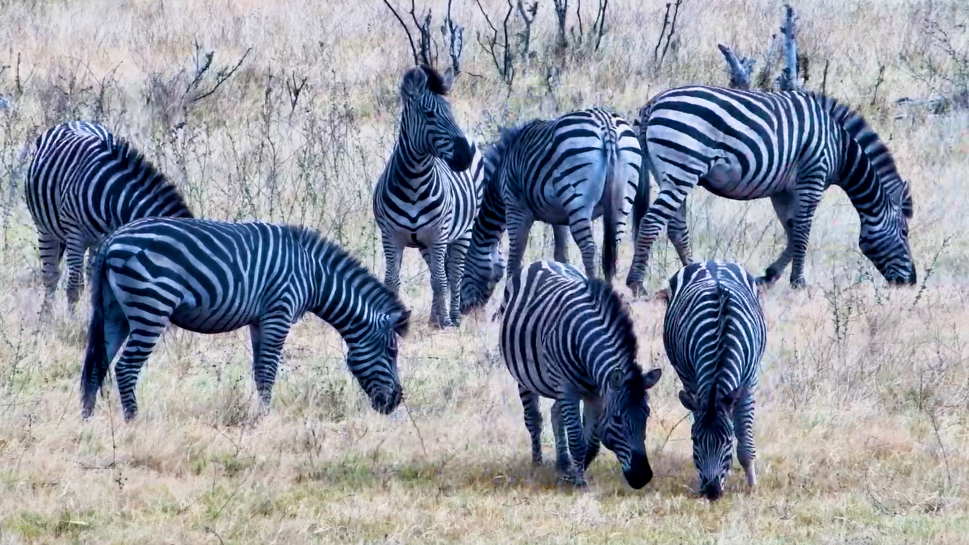 Life Inside a Zebra Herd