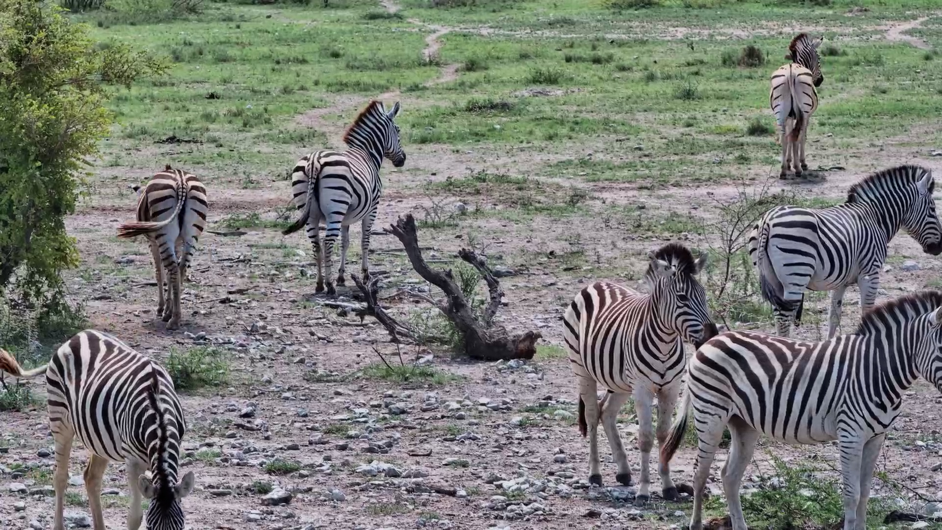 A Dazzle of Zebras Gathers at Kalahari Salt Pan