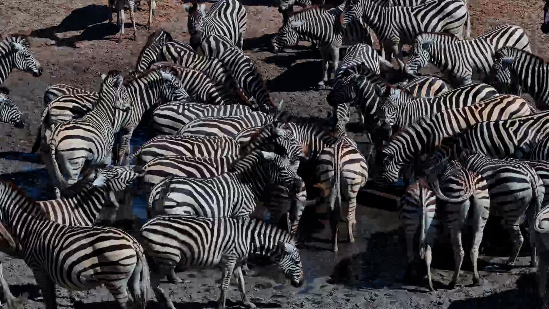 Zebras Crowd the Waterhole for Fresh Water at Moela