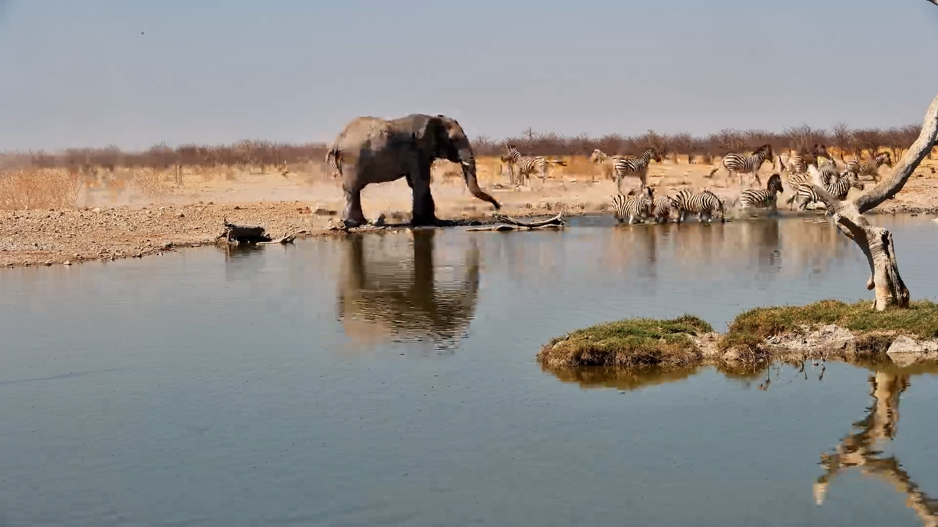 Elephant Drinks, Zebras Makes Way