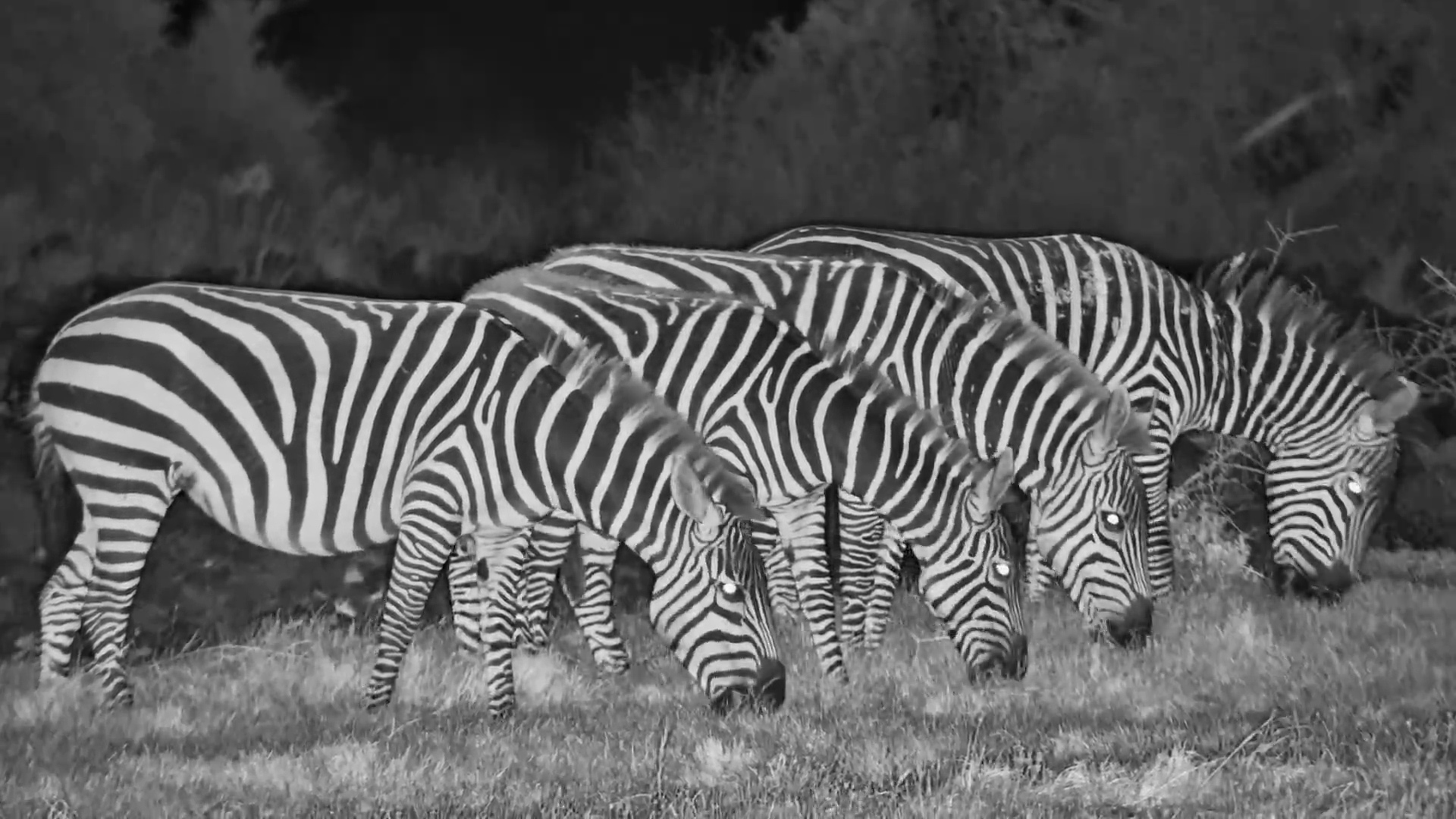 Who Said What?! Zebra Fight in the Dark