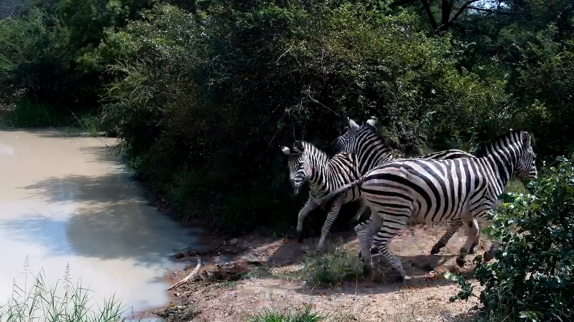 Stripes at the Water