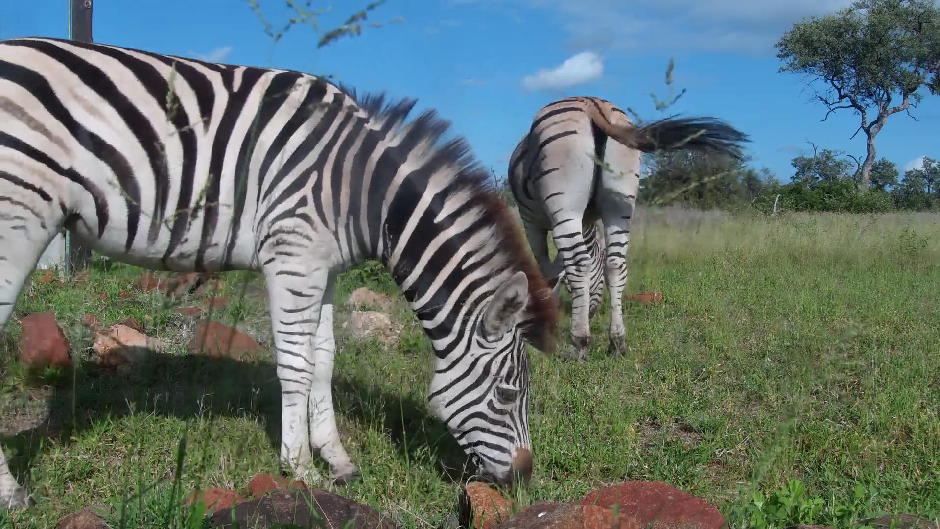 Front Row to Zebra Life