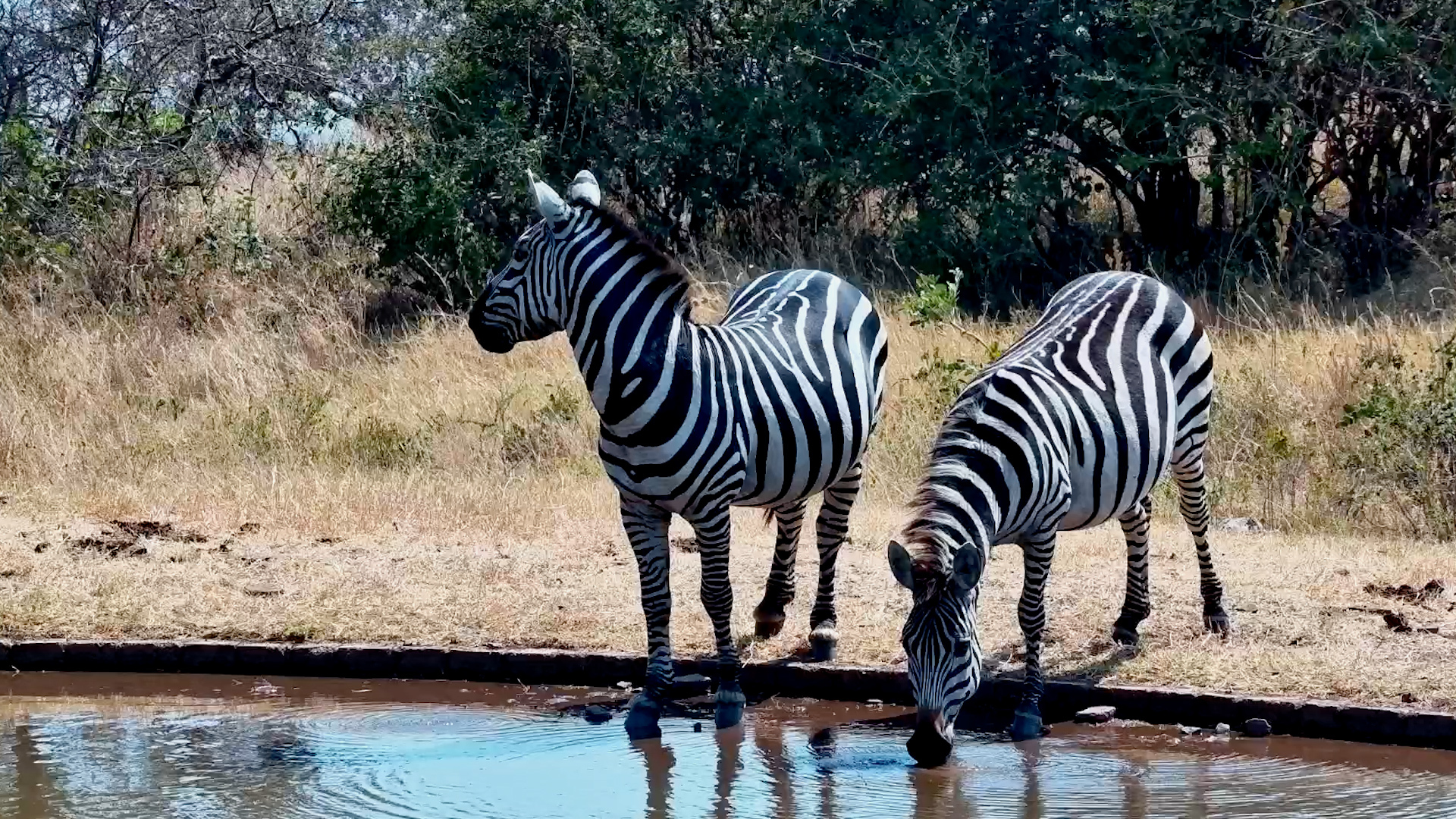 Zebras at Their Most Peaceful