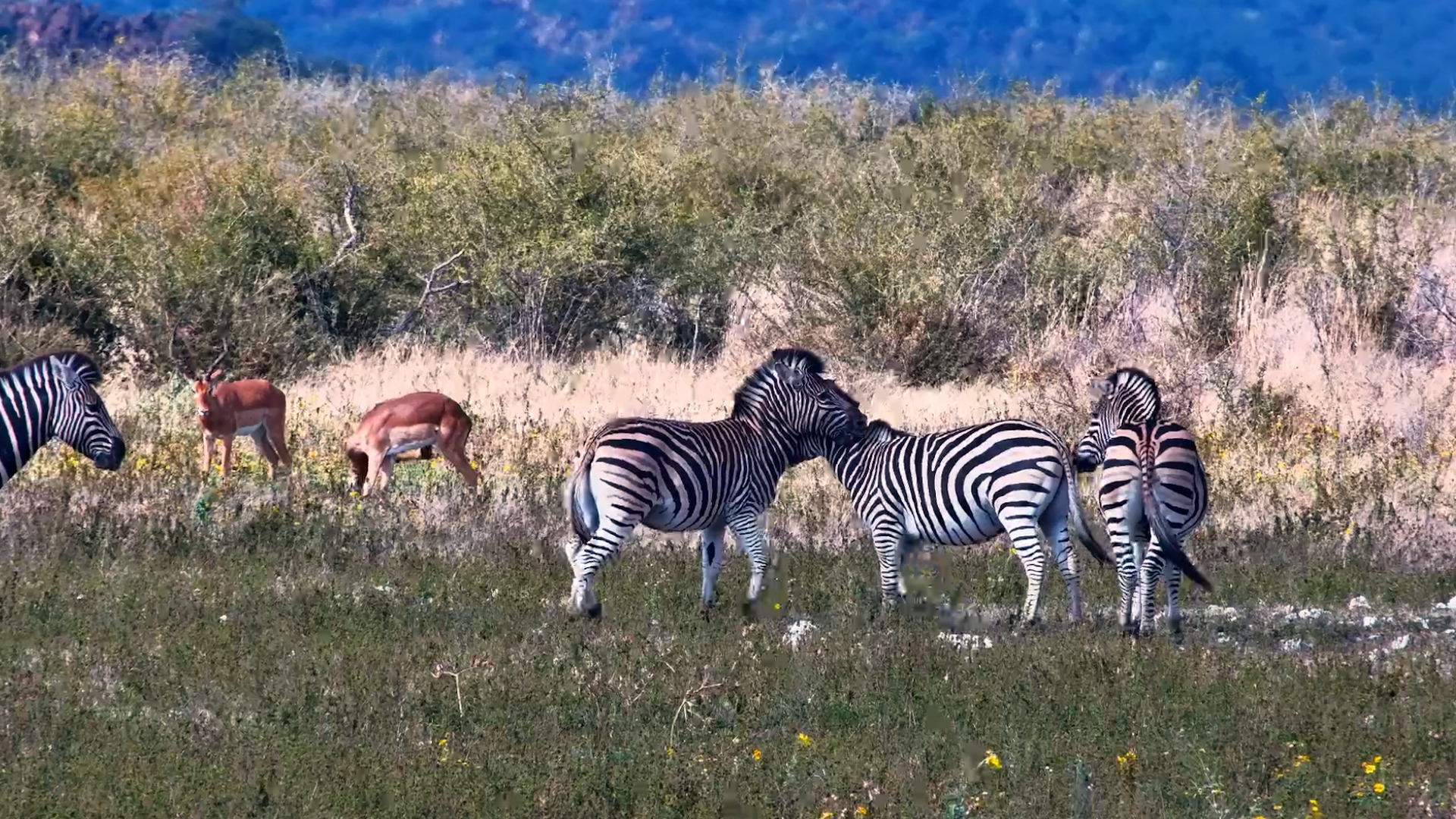 Zebras Were Feeling Competitive