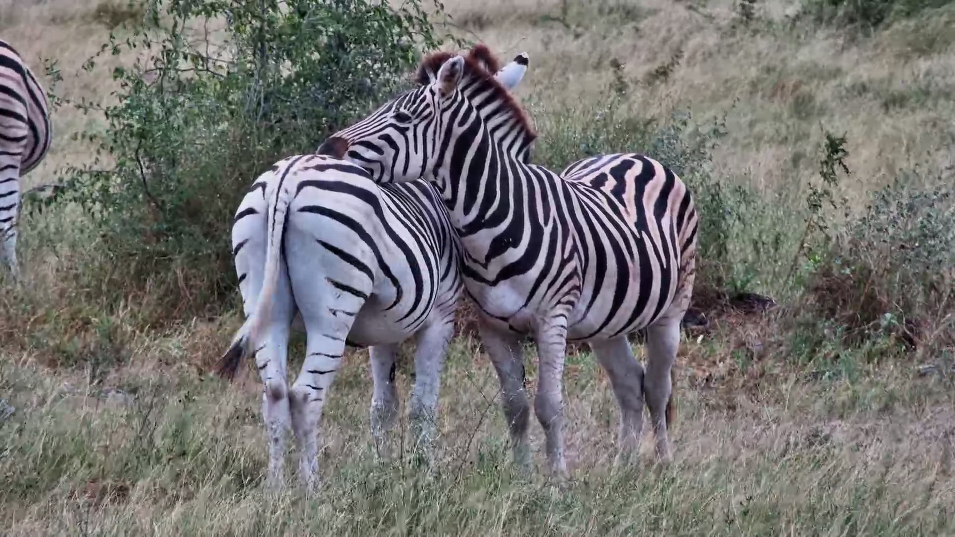 A Pair of Zebras Taking It Easy