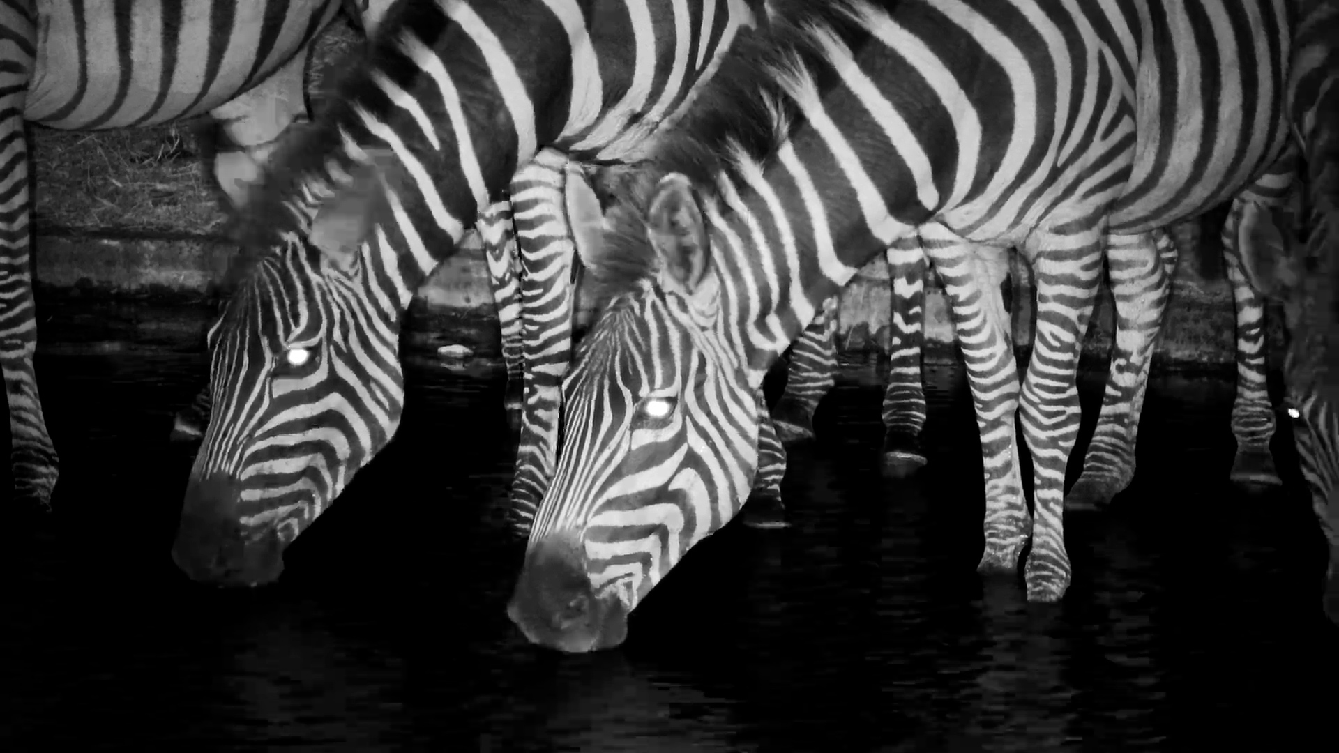 Sharing the Waterhole After Dark
