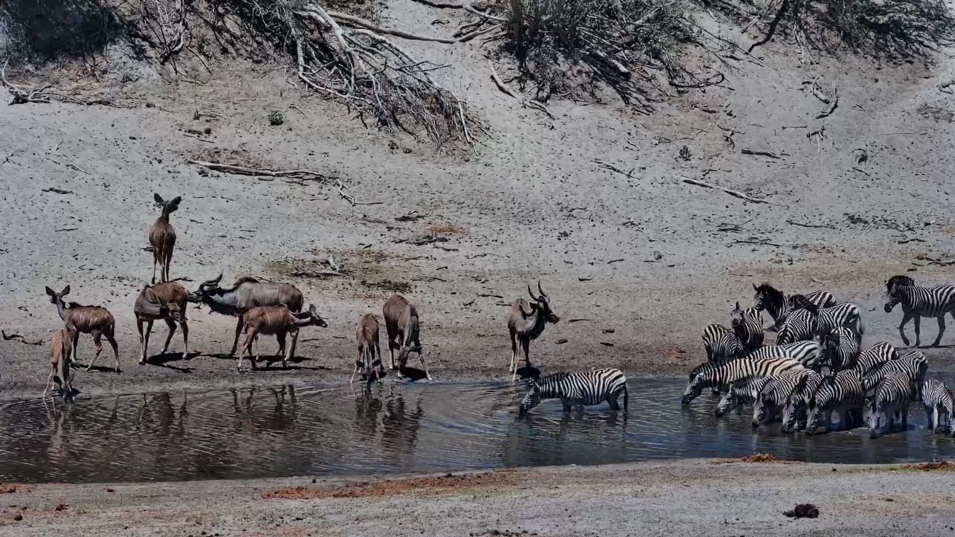 Zebras Join Kudus for a Drink at Camelthorn