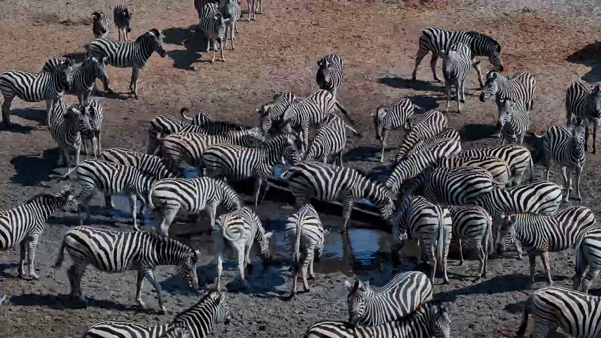 Zebras Kicking Each Other by the Waterhole at Moela