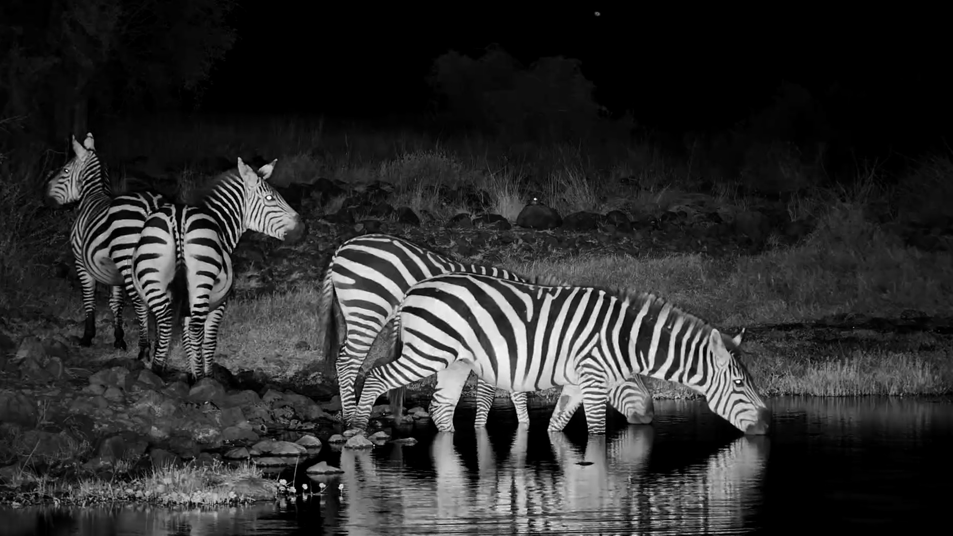 A Zebra Gathering Under Infrared